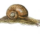 Escargot.jpg