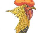 coq-def.jpg