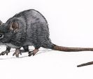 Black-rat-FGIL--400.jpg