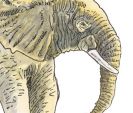 elephant.jpg