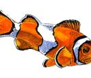 Poisson-Clown-300dpi.jpg
