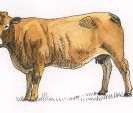 Cow-FGIL--400.jpg