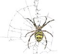 spider.jpg