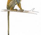 Squirrel-monkeyFGIL-400.jpg