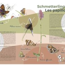 schmetterlinge.jpeg