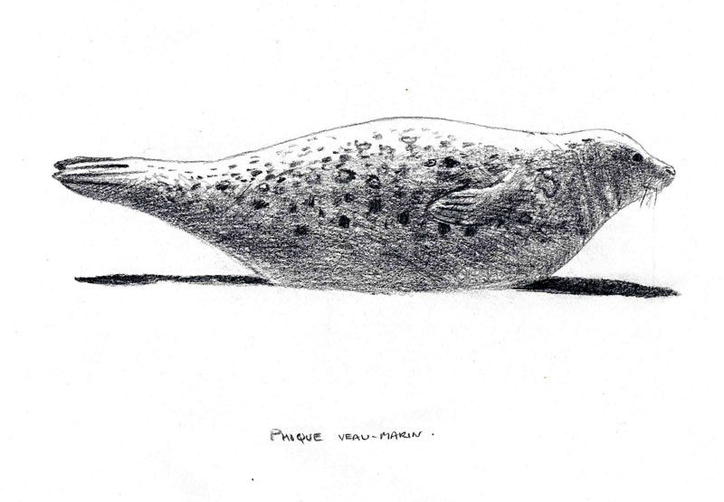 foca